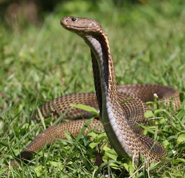 Cena de canibalismo entre cobras é registrada na Austrália