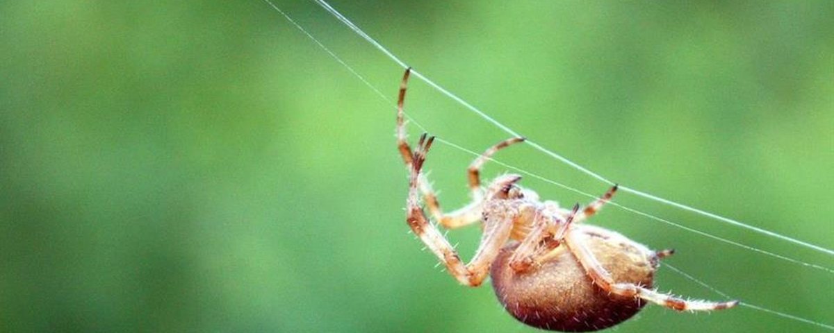 pics Especie De Aranha Preta E Amarela aranhas mais perigosas e venenosas