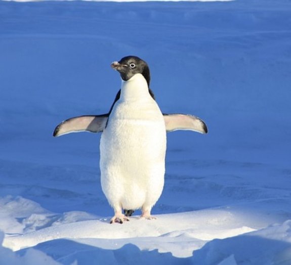 Como pinguins não têm suas patas congeladas no frio?