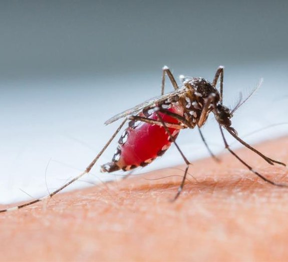 Por que algumas pessoas são mais picadas por mosquitos do que outras?