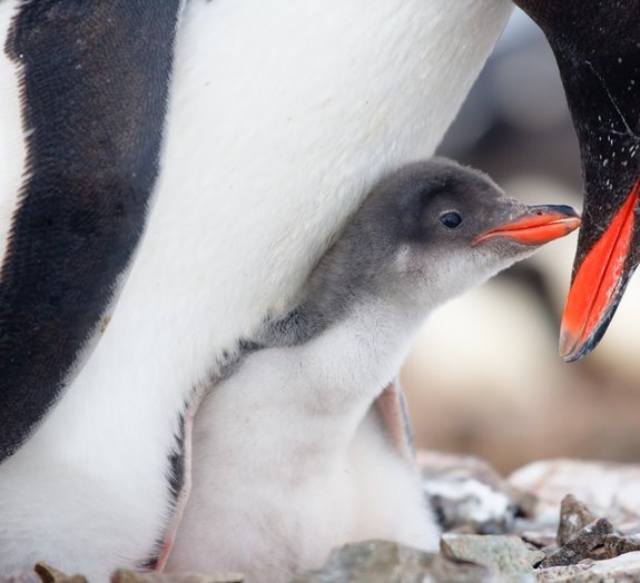 9 dos momentos mais fofos de bebês pinguins [GIFs]