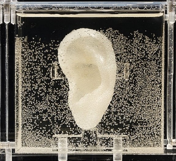 Réplica da orelha de Van Gogh fabricada com células vivas está em exposição