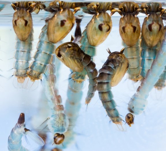 Estes 10 parasitas superperigosos podem estar em sua comida