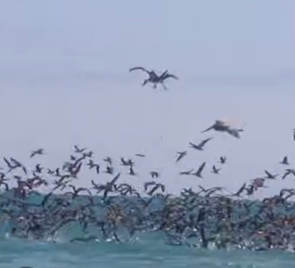 Bando de pelicanos enlouquecidos vai te dar pesadelos [vídeo]