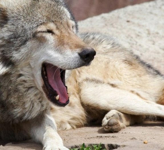 Bocejo também é contagioso entre os lobos