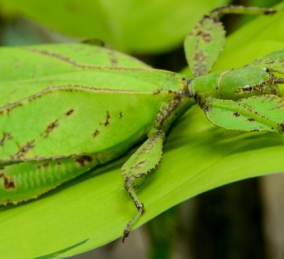 Conheça alguns insetos que são mestres da camuflagem