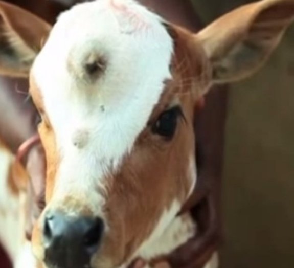 Indianos acreditam que vaca nascida com três olhos é reencarnação de Shiva