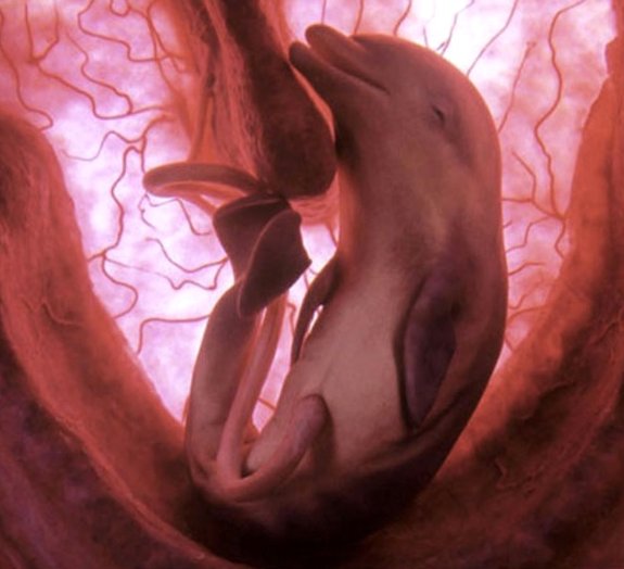 Como são os animais quando estão nos úteros de suas mães? Descubra a seguir