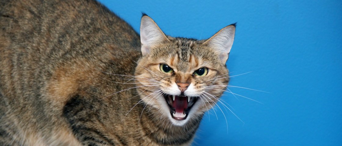 Divirta-se com estas 27 imagens e GIFs de gatos naturalmente antipáticos