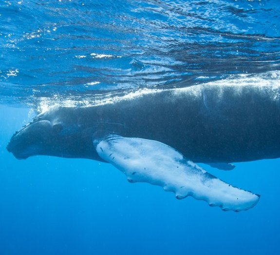 Vídeo raro mostra baleia jubarte acordando de uma soneca
