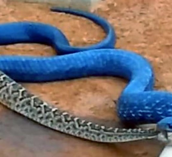 Vídeo flagra serpente azul devorando cascavel venenosa