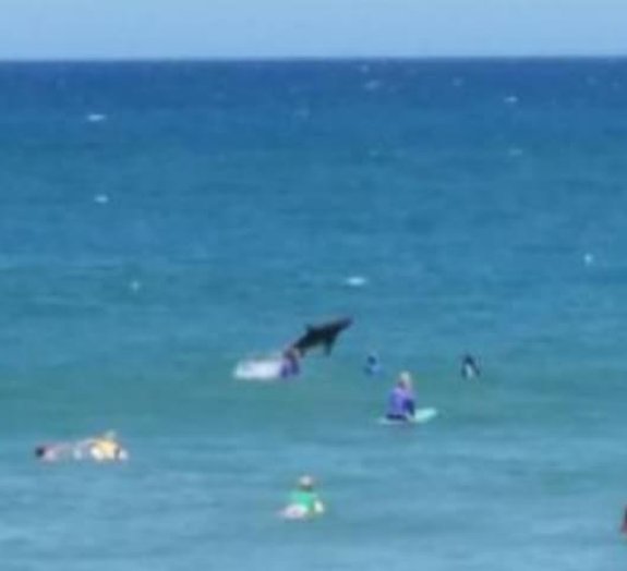 Tubarão salta no meio de banhistas e interrompe competição de surf