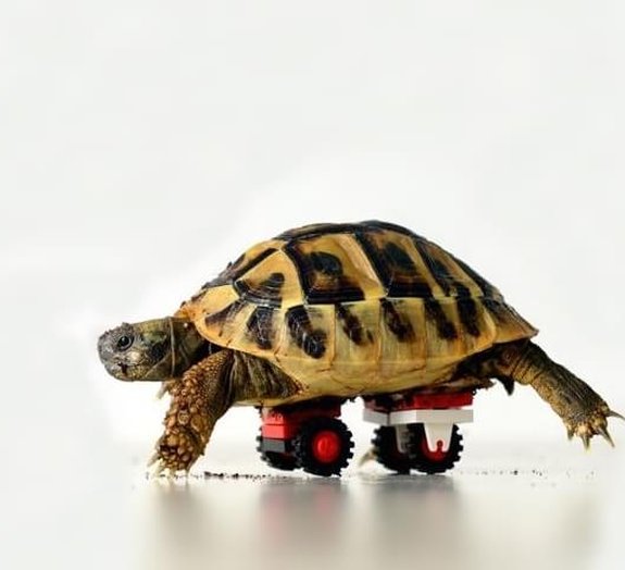 Prótese de Lego: tartaruga teve rodinhas implantadas no casco