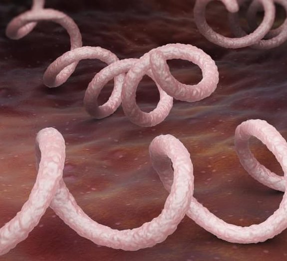  Treponema pallidum: a bactéria causadora da sífilis