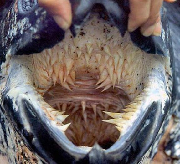 Acredite se quiser: a boca mais assustadora da natureza é de uma tartaruga