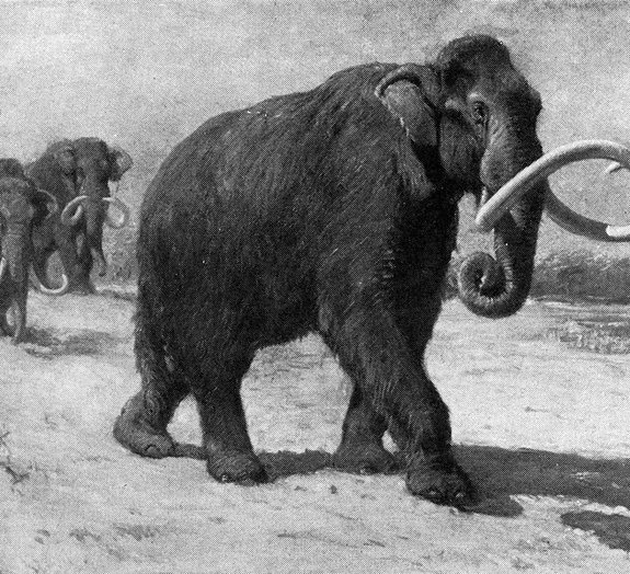 10 gigantes animais pré-históricos e assustadores
