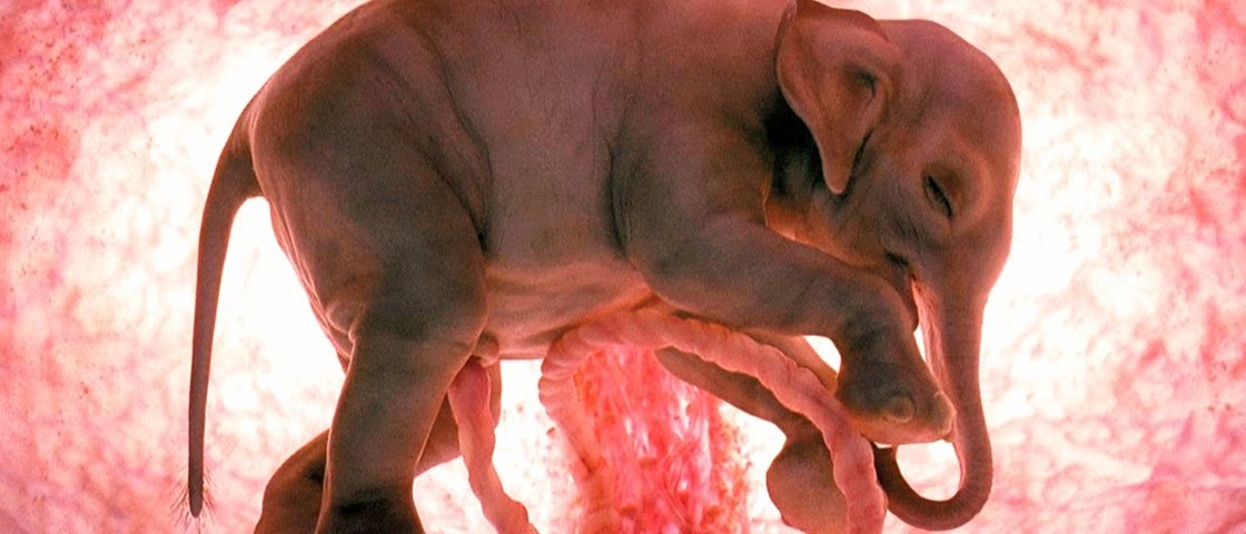 Veja as fases embrionárias de 15 animais