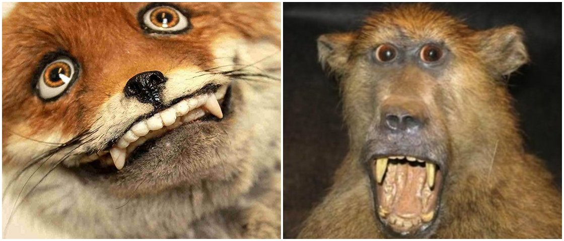 19 vezes em que taxidermias erradas expressaram seus sentimentos