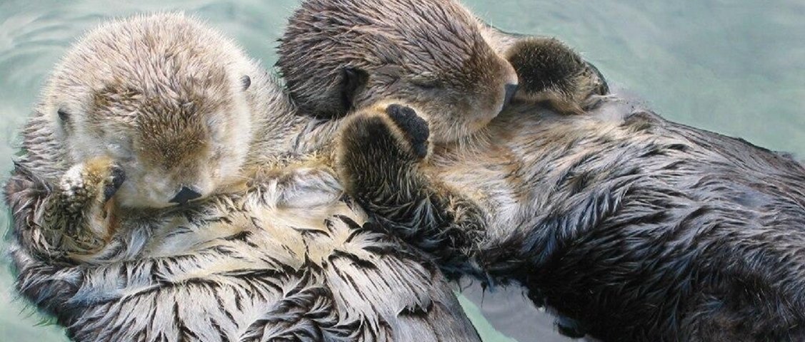 9 curiosidades sobre o jeito de dormir dos animais