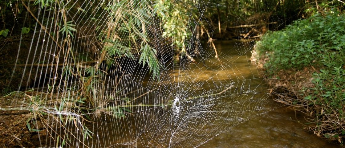 Você conhece a aranha que faz a maior e mais forte teia do mundo? - Mega Curioso