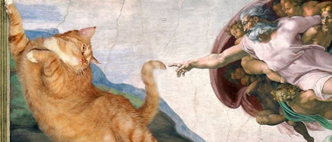 15 gatos diferentões vão fazer você morrer de amores