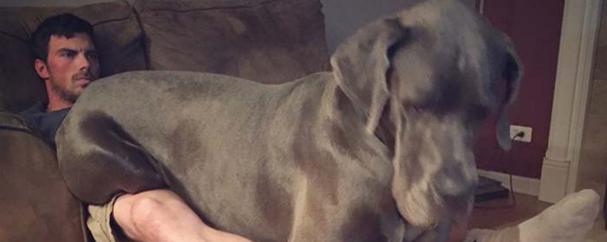 25 cães que adoram colo, mas não se tocaram de que são GIGANTES!