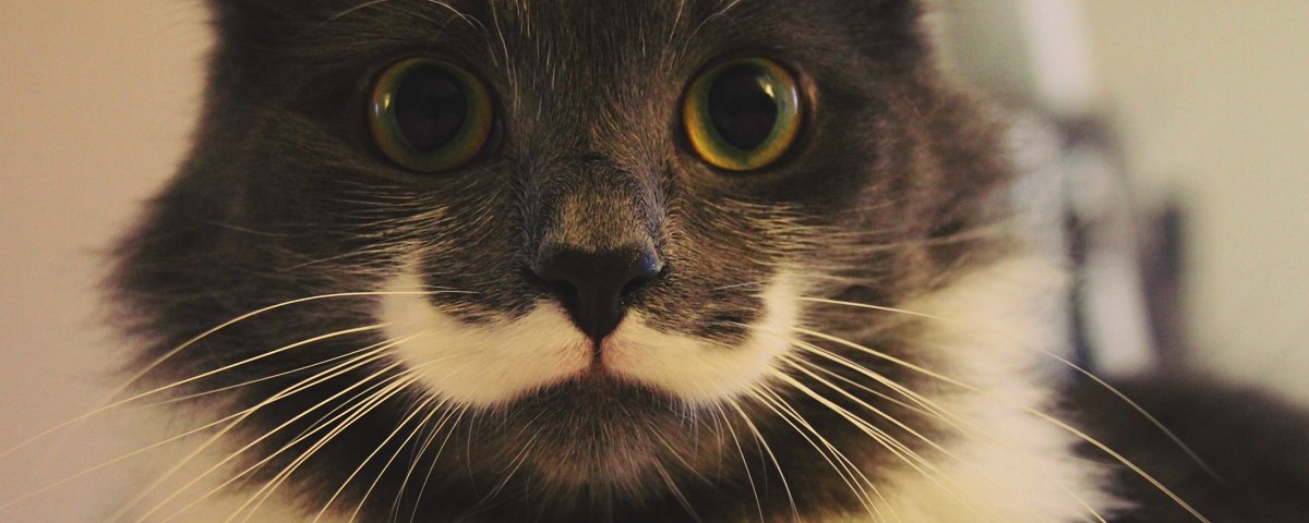 15 animais que vieram ao mundo com marcas de nascença adoráveis