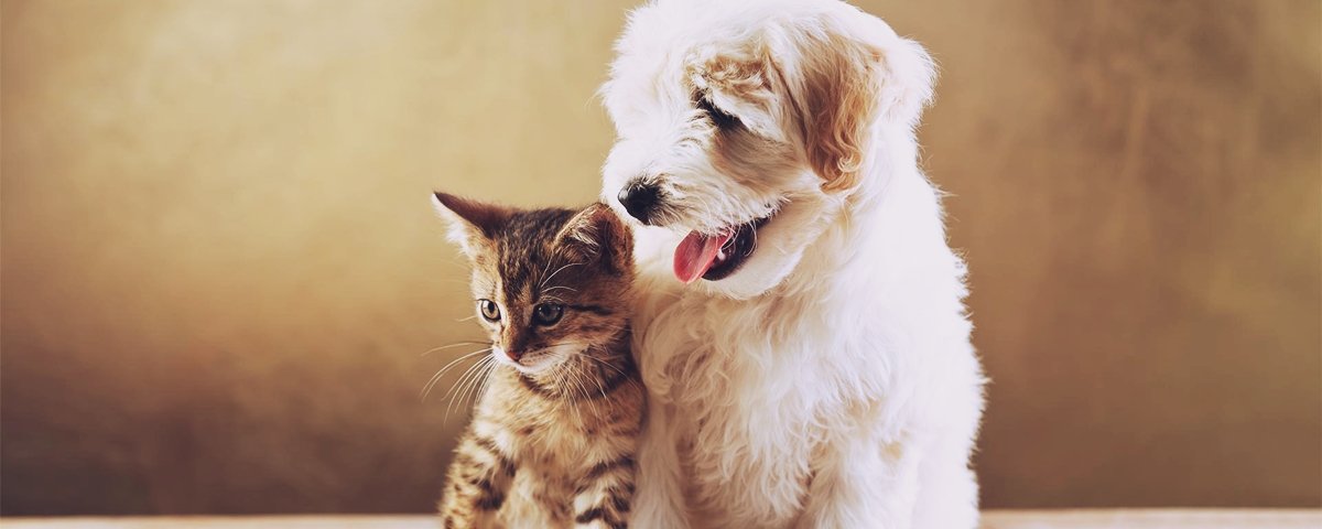As reações desses animais indo ao veterinário são como as suas ao dentista