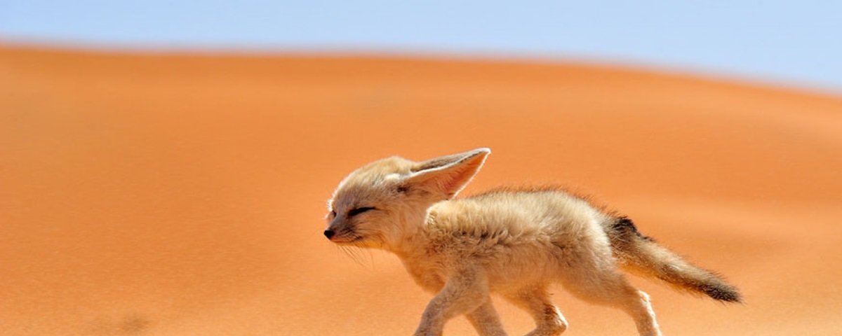 conheça 8 animais que