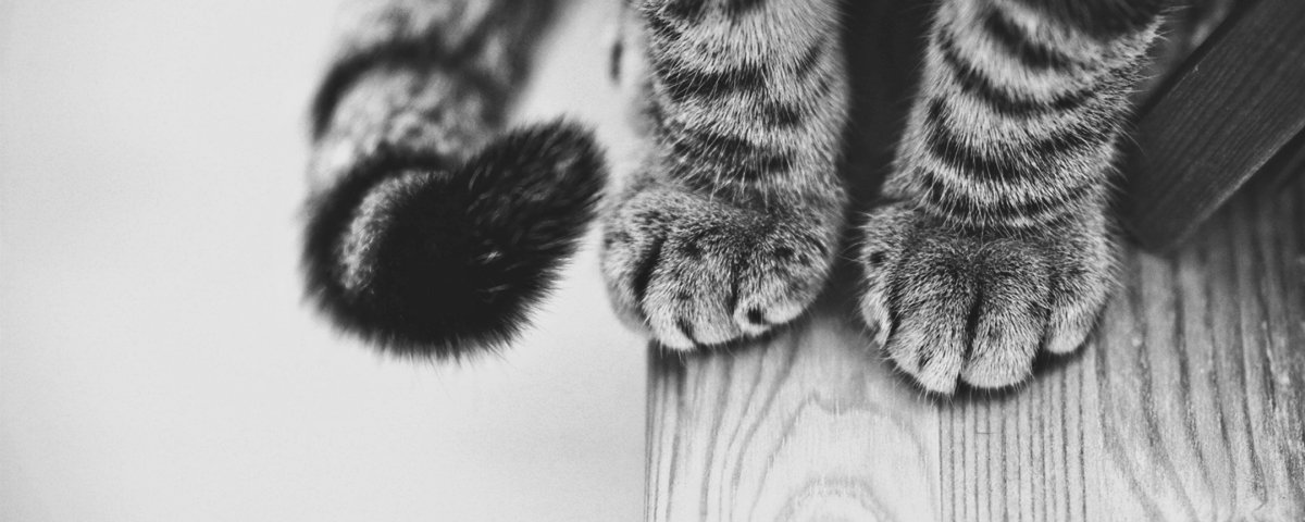 15 exemplos hilários da lógica dos gatos