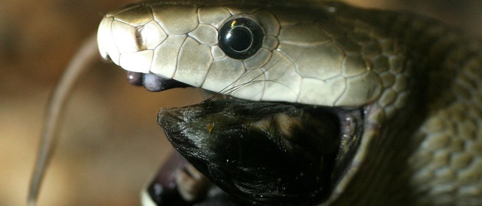 Conheca A Mamba Negra Uma Das Serpentes Mais Mortais Do Planeta Mega Curioso