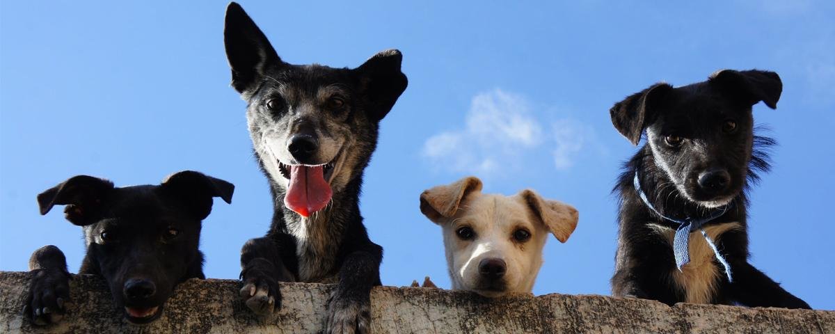 6 raças de cachorros brasileiros para conhecer - NSC Total