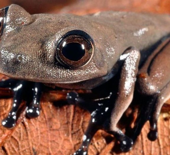 Cientistas descobrem cerca de 60 novas espécies no Suriname [galeria]
