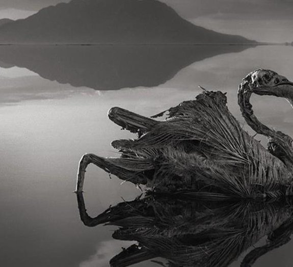 Lago na África calcifica animais e os transforma em estátuas