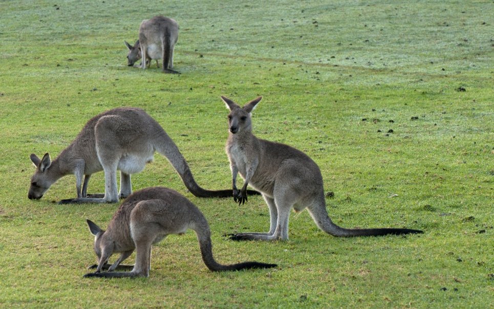 melhor marsupio