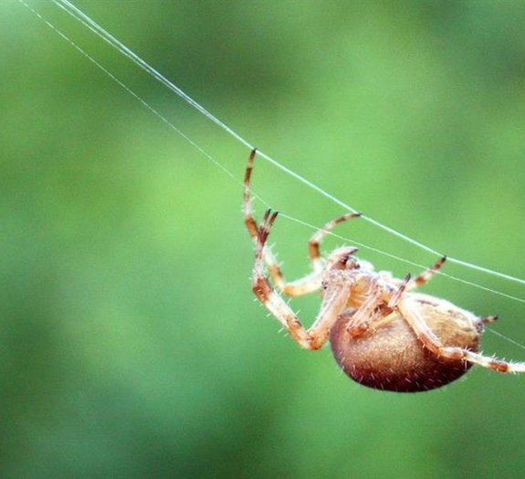 As 11 aranhas mais perigosas e venenosas do mundo