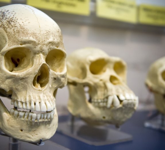 8 fatos que você ainda não sabia sobre a evolução humana