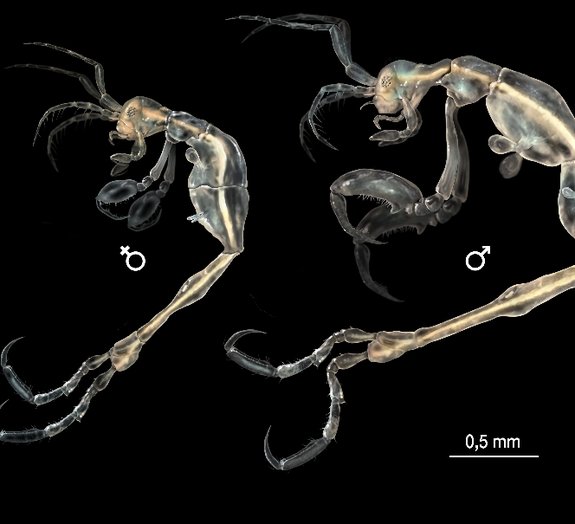 Novo crustáceo descoberto na Califórnia parece um monstro alienígena