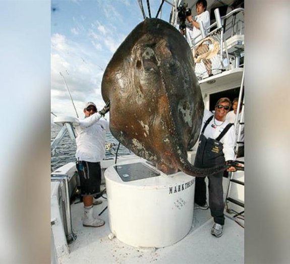 Criatura marinha misteriosa é fisgada na costa de Miami