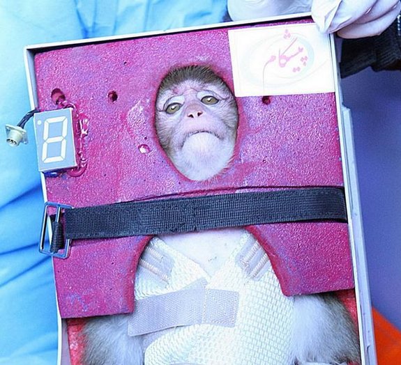 Irã envia macaco ao espaço [vídeo]