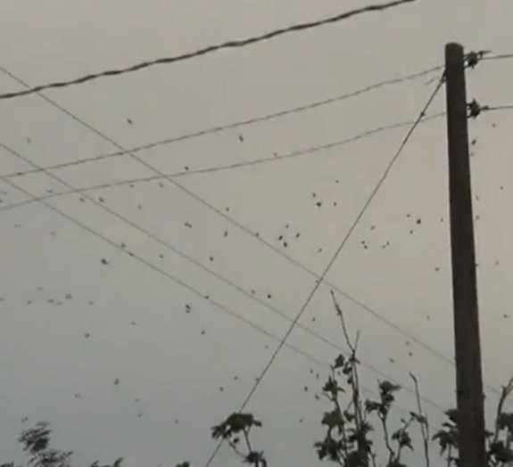 Chuva de aranhas assusta moradores do Paraná