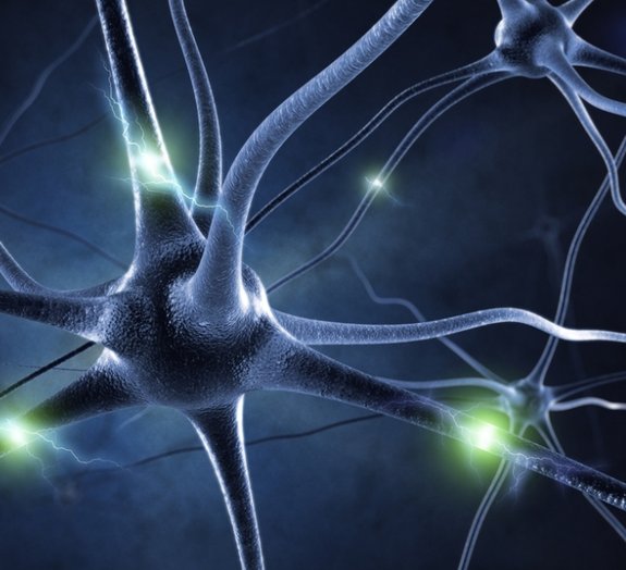 Cientistas desenvolvem método para monitorar neurônios em plena atividade