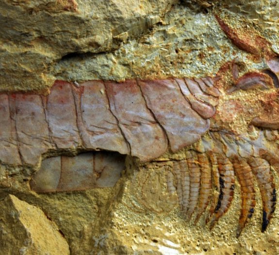 Cientistas encontram criatura marinha com mais de 500 milhões de anos