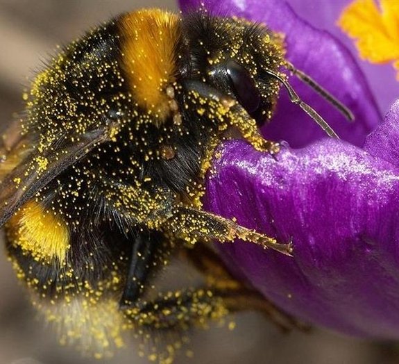 Plantas e abelhas usam sinais elétricos para se comunicar
