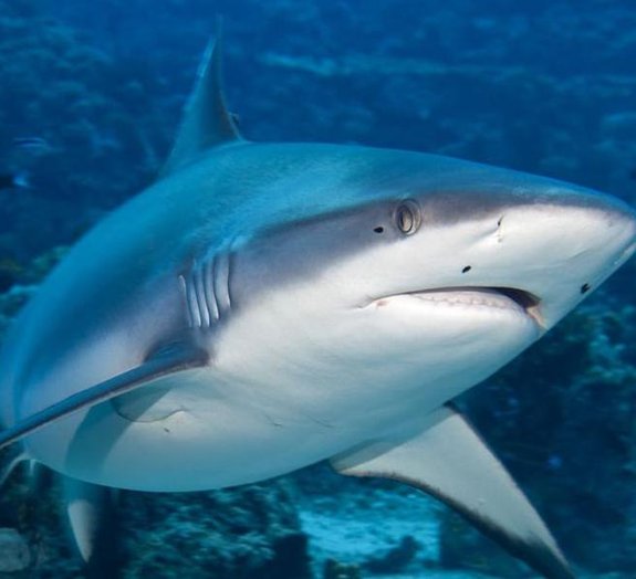 Vídeo assustador mostra mergulhadores atacados por tubarão