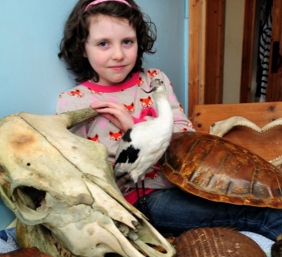 Menina de 5 anos de idade descobre nova espécie de dinossauro