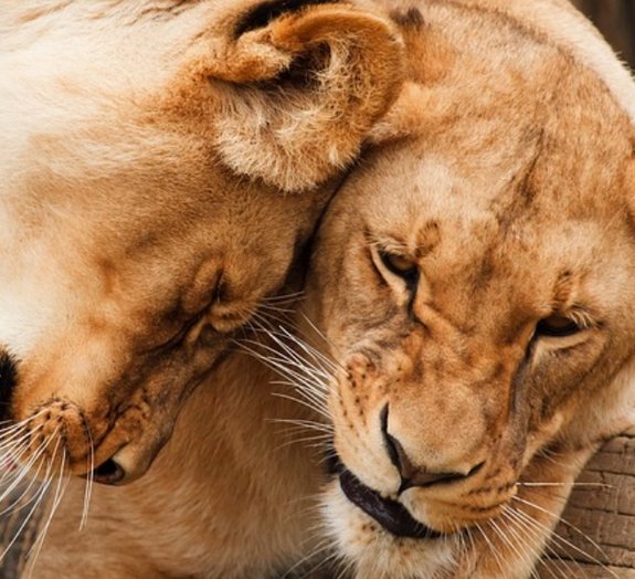 Será que tigres e leões gostam de brincar com caixas tanto quanto gatos?