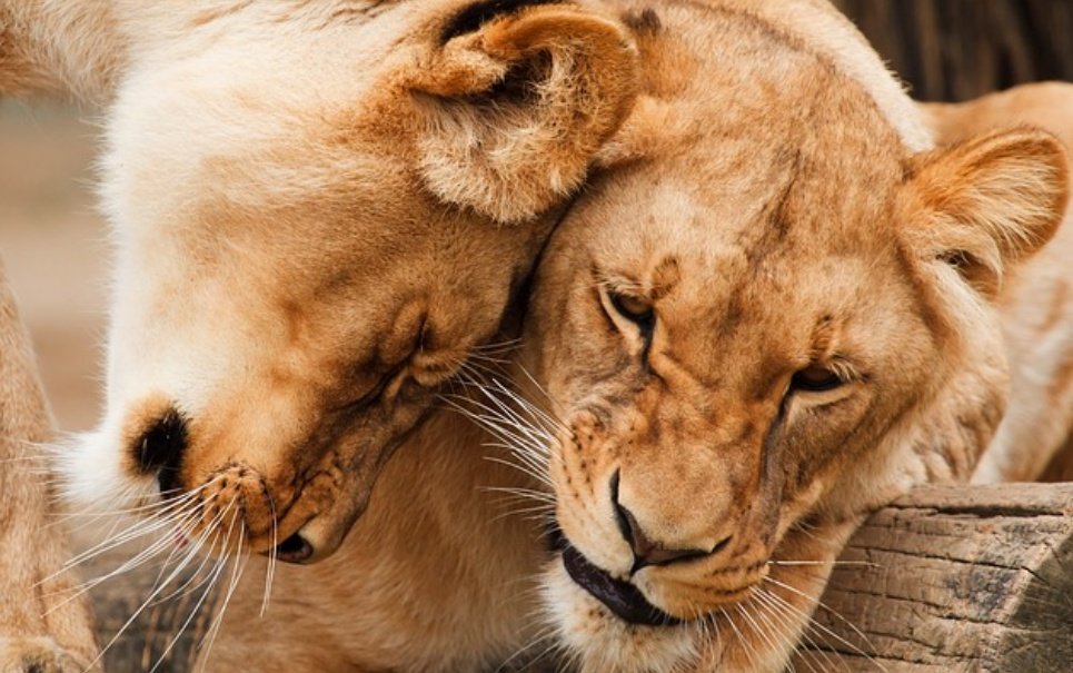 Será que tigres e leões gostam de brincar com caixas tanto quanto gatos?
