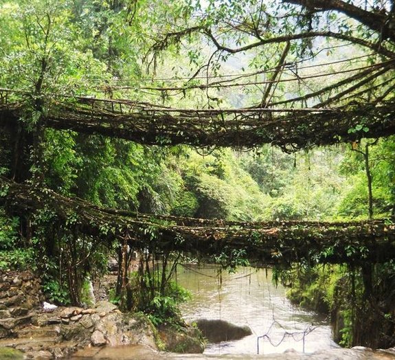 Pontes vivas são cultivadas na Índia a partir das raízes de figueiras