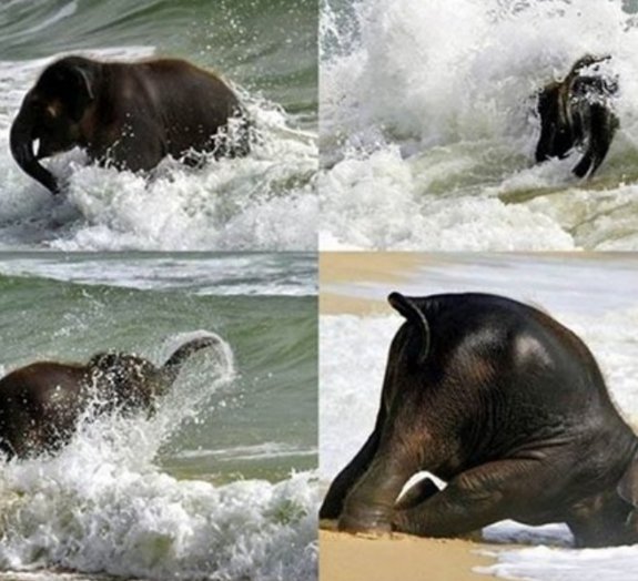 Bebê elefante se esbalda em sua primeira visita à praia [vídeo]